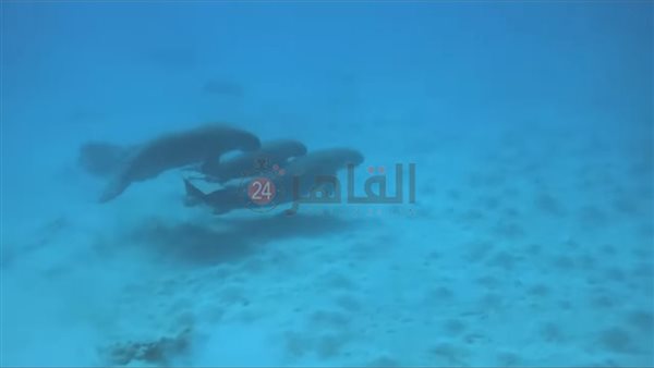 حيوان الدوجونج فى