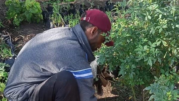 زراعة الأشجار