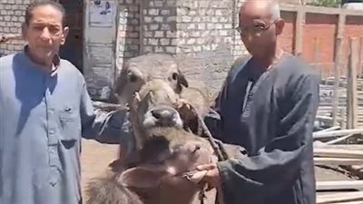 شوبر قرية الخير بمحافظة الغربية تتسابق لبناء مسجد.. وأحد الأهالي: العائلات تبرعوا بجاموستين وأموال| بث مباشر 