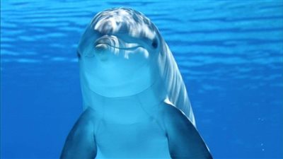 جوجل تطور تقنية جديدة لفهم لغة الدلافين 