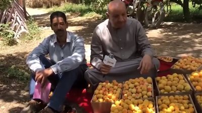 بدء حصاد المشمش بقرية العمار الكبرى بالقليوبية.. ومُزارع: الموسم مبشر عن السنة اللي فاتت| بث مباشر 