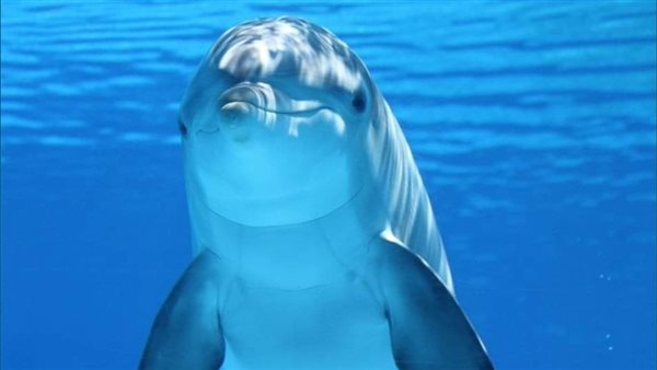 الدلافين بالبحر الأحمر