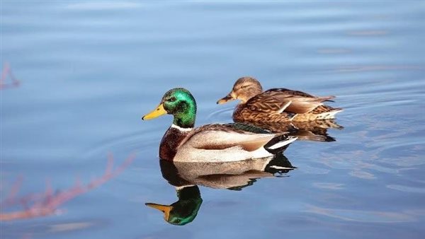  صورة تعبيرية 