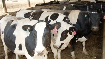 سعر كيلو العجول قائم اليوم قبل عيد الأضحى 2024