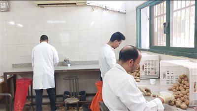 الزراعة: فحص 900 ألف طن من بطاطس المائدة استعدادًا للتصدير