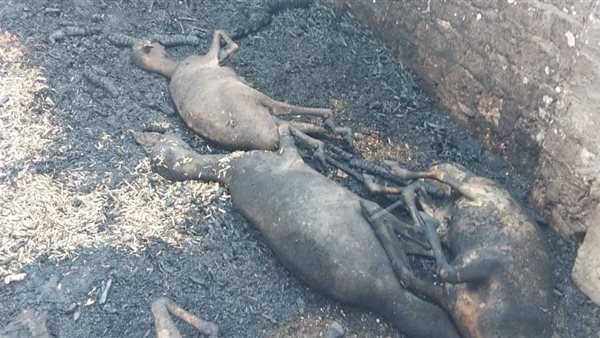 نفوق رؤوس ماشية بأسيوط