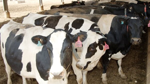 سعر كيلو العجول قائم