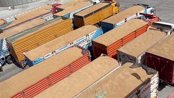 توريد القمح بالمنيا