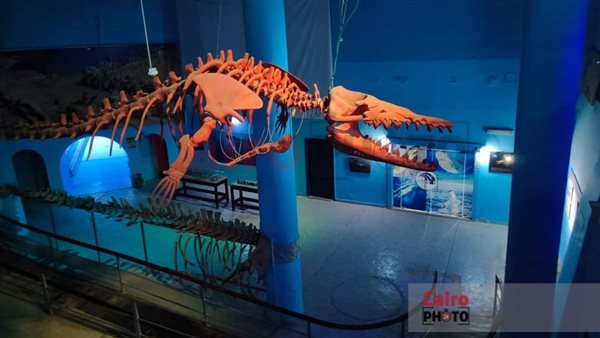 حوت من فصيلة باسيلوسورس