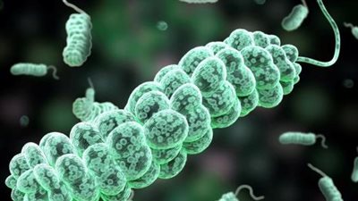 خبراء يحذرون من منتجات أجنبية لاحتوائها على بكتيريا الإشريكية القولونية القاتلة