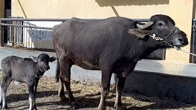 الإفتاء: يجوز اشتراك غير المسلم مع المسلم في الأضحية من البقر والإبل