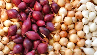 أسعار البصل اليوم في سوق العبور بعد الانخفاض الكبير