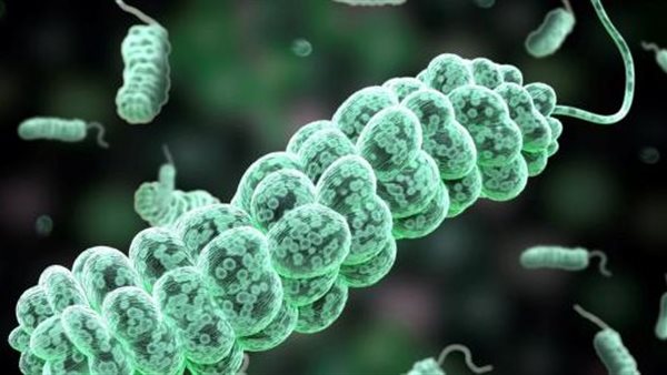 بكتيريا الإشريكية