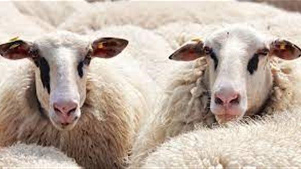 الأضاحي - أرشيفية