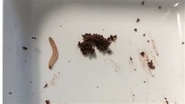 دودة في الوجبة.. راكبة تتقدم بشكوى ضد شركة مصر للطيران - صورة 2 482