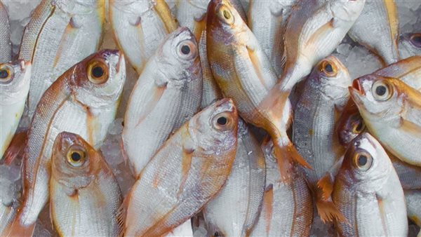 تفسير حلم السمك الحي