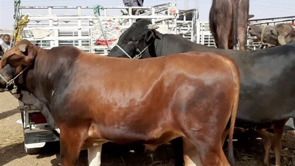 أسعار اللحوم قائم