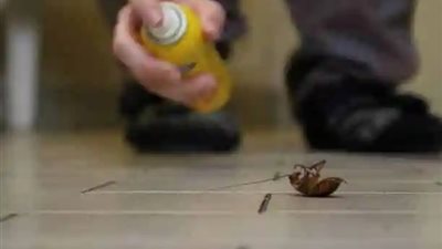 بدأت بحب وانتهت بخلع.. عفاف لقاضي الأسرة: مش راضي يقتلي الصرصار وبيضربني