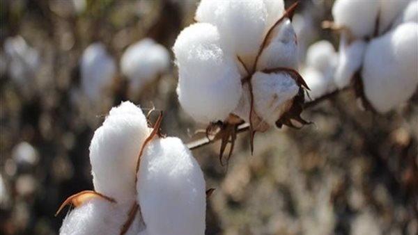 القطن