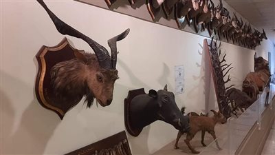 متحف الصيد ينشر صورا حديثة لـ المحنطات بقصر الأمير محمد علي بالمنيل