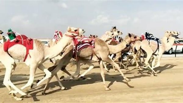 سباق الهجن بشرم الشيخ