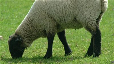 عشان متتغشش.. سعر الخروف البرقي اليوم و8 علامات لازم تشوفها فيه