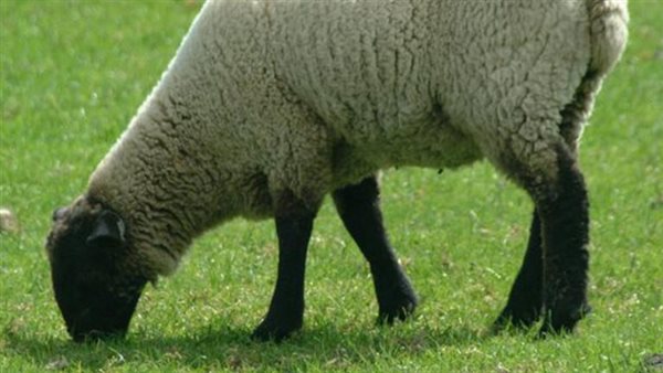  سعر الخروف البرقي