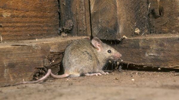 تفسير حلم الفار في