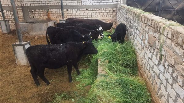 جانب من اضاحي كلية