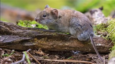 خبراء يحذرون من انتشار فيروس جديد يتنقل من القوارض إلى البشر في أوروبا