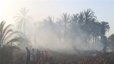 اندلاع حريق بـ50 نخلة في نجع العرب بالأقصر.. والحماية المدنية تسيطر على النيران | صور