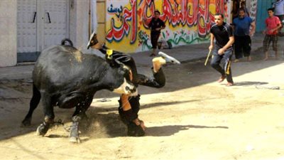 اللحمة بتتأثر.. عميد طب بيطري دمنهور يحذر من اللعب بالحيوانات قبل الذبح 