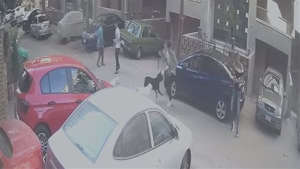 صورة للكلاب المفترسة