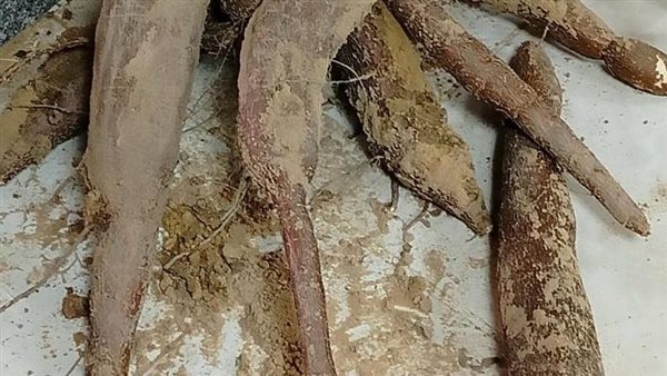  مصر تنجح في زراعة