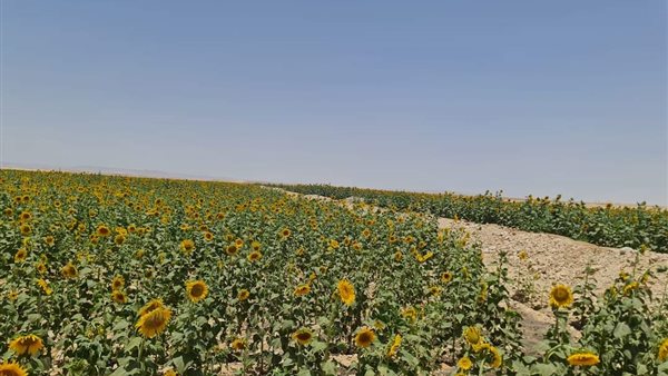 مزارع الجبلاو الجديدة