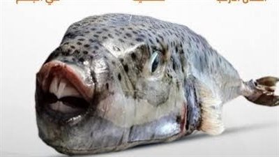 تسبب الوفاة خلال ساعات.. صحة قنا تحذر من تناول سمكة الأرنب السامة