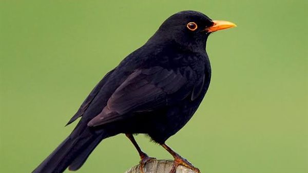 السحور بمحمية سانت