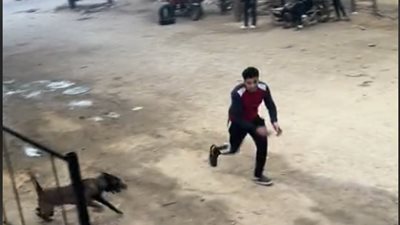 إصابة 10 أشخاص عقرهم كلب مسعور بأسيوط