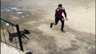 بسبب إصابة نجلته.. الداخلية تكشف حقيقة تعدي شخص على كلب وقتله بالسويس