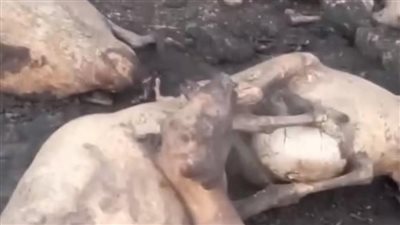 خسائر بالملايين.. إخماد حريق هائل بحظيرة مواشي وورشة نجارة في المنيا