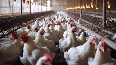 شعبة الثروة الداجنة: البورصة السلعية لا تصلح للدواجن.. والزيادة الحالية غير منطقية