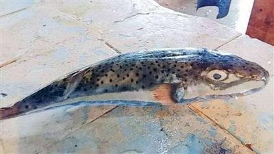 تؤدي للوفاة ولا مصل لها.. تحذير للمواطنين من شراء وتناول سمكة الأرنب السامة | بث مباشر