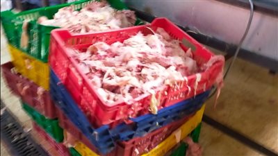 ضبط 20 طن مصنعات لحوم وهياكل دواجن غير صالحة للاستهلاك الآدمي بالجيزة