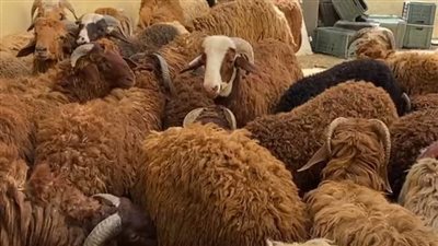 وصول أول دفعة من الخراف البلدية إلى الأقصر.. وتاجر: الكيلو بـ 220 جنيها ومافيهاش عيوب | بث مباشر