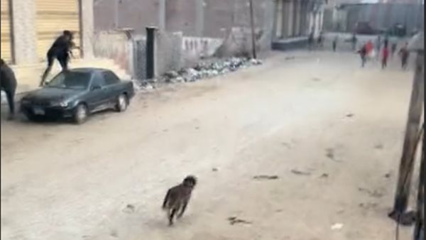 كلب - أرشيفية 