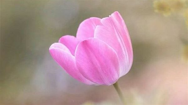 دعاء للحبيب في الصباح