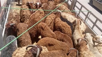 استعدادا لعيد الأضحى.. خراف حية ولحوم بالمجمعات الاستهلاكية بالأقصر