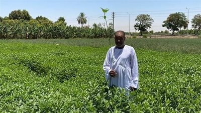 طولها متر| موسم جني الملوخية الخرط بالأقصر.. الشلولو أشهر أطباقها 