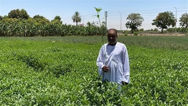 موسم الملوخية الخرط