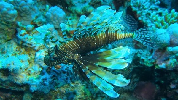 شعاب كلاودى أمام